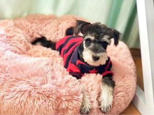 Luxus Plüsch weiche Haustier betten Beruhigendes Donut-Hunde bett und rundes Katzen sofa Extra groß wasch bar - Product Image 6