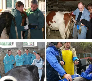Échographie vétérinaire portable de ferme pour scanner à ultrasons vétérinaire mouton chèvre cheval chien - Product Image 5