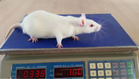 Rats nourriciers surgelés riches en nutriments de qualité supérieure pour serpents lézards tortues grenouilles chats oiseaux de proie-disponible en tailles Pinkie à Jumbo