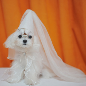 Vente en gros de chapeaux et nœuds papillon pour chiens, accessoires de mariage, voile, mariée, fête d'anniversaire - Product Image 4