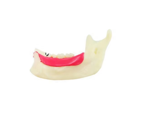 Modèle de soins <span class=keywords><strong>infirmiers</strong></span> dentaires et modèles de soins dentaires de haute qualité et au meilleur prix - Product Image 2