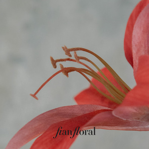 FONG IAN Fleurs artificielles réalistes en plastique de haute qualité, <span class=keywords><strong>Amaryllis</strong></span> à 3 têtes, Hippeastrum, toucher réel, décoration florale de Noël, vente en gros - Product Image 4