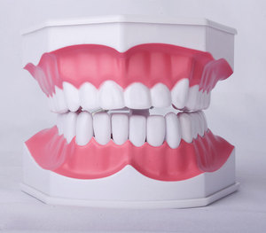 Vendita calda ingrandimento 2 volte di insegnamento orale per bambini forniture dentali protesi 28 modelli di denti possono osservare la radice - Product Image 4