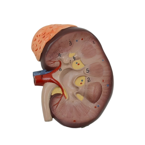Мини-сечение почек, набор моделей нефрона и клубочков-с надпочечниками, подставка на основании - Product Image 2