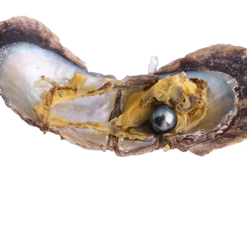 8-13 мм, черный морской жемчуг, Устрица с круглыми натуральными пресноводными морскими жемчужинами