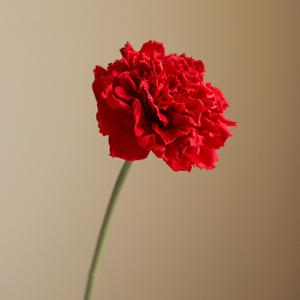 <span class=keywords><strong>Fleurs</strong></span> <span class=keywords><strong>artificielles</strong></span> en latex véritable, carnations vertes, <span class=keywords><strong>pour</strong></span> la fête des mères, accessoires de photographie, décorations, vente en gros - Product Image 5