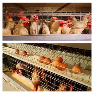 Prezzo accessibile, attrezzatura per pollame in lamiera zincata, allevamento di polli, gabbia di pollo automatica