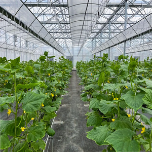 8m ampia Area Multi-campata coltivazione agricola serra | Membrana PE pieno incapsulamento consente accelerazione della crescita delle piante - Product Image 5