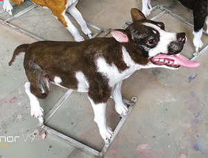 2023 vivid a grandezza naturale di alta qualità popolare Robot per cani Animatronic modello di cane animale per <span class=keywords><strong>zoo</strong></span> e parco divertimenti - Product Image 4