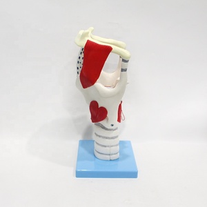 Con người y tế chức năng mở rộng giải phẫu thanh quản mô hình cho giảng dạy - Product Image 4
