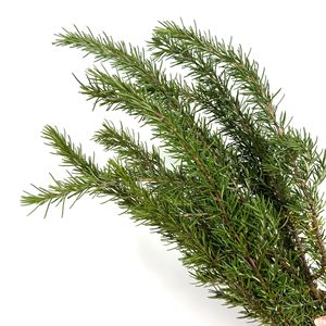 Branches <span class=keywords><strong>de</strong></span> <span class=keywords><strong>romarin</strong></span> en gros, fleurs naturelles cultivées en eau, pour arrangements <span class=keywords><strong>de</strong></span> table occidentale multi-occasions, vert - Product Image 4