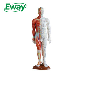 Modèle d'<span class=keywords><strong>acupuncture</strong></span> scientifique médicale EwayHealth 55 cm, points d'<span class=keywords><strong>acupuncture</strong></span> humains avec massage musculaire, modèle pédagogique en PVC - Product Image 1