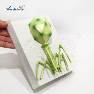 의과 대학 교육 및 보건 교육 PVC 재료를위한 <span class=keywords><strong>HIV</strong></span> 해부학 모델 - Product Image 3