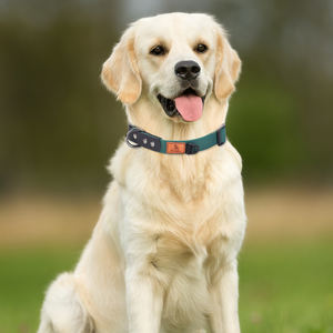 Lujosos collares de PVC para mascotas, nuevo diseño de fábrica, collares para perros ajustables y a prueba de agua en colores surtidos - Product Image 4