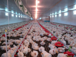 La griglia di pollo commerciale autogestita su larga scala ospita attrezzature per pollame con struttura in acciaio per uso agricolo - Product Image 2