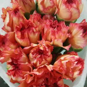 Carnation Kunming Fleurs faites à la main 20 bâtons/cravate Oeillets simples frais coupés pour la fête des mères Saint Valentin Graduation - Product Image 4