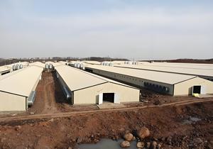 Can Move Prefabricated Steel Structure Hay Shed Barn Insulated <strong>Dog</strong> <strong>Kennel</strong> Shed Farm Warehouse Shed Construction - Product Image 6