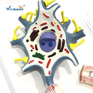 Modelo de ampliación de neurón VIC4261, modelo de ampliación médica, modelo anatómico del sistema nervioso humano - Product Image 4
