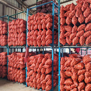<span class=keywords><strong>Oignon</strong></span> rouge frais de qualité supérieure, Shandong, emballage en filet, nouvelle récolte à l'exportation, haute qualité, prix de gros inférieur, fournisseur chinois - Product Image 1
