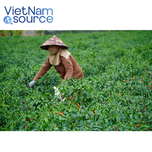 ผงพริกแดง-พริกแห้งจากธรรมชาติล้วนๆเหมาะสำหรับการทำอาหารจากสวนเวียดนาม - Product Image 5