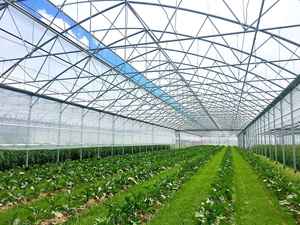 Invernaderos agrícolas y túnel agrícola Invernadero Película plástica Cobertizo de cultivo Esqueleto Tomate Invernadero para la venta - Product Image 2