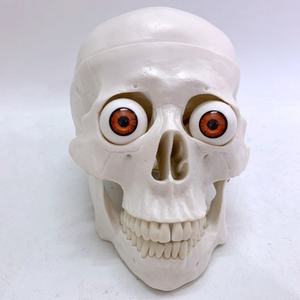 Crâne humain de haute qualité avec tête et globe oculaire - Product Image 2