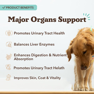 간 및 신장 보조제 개용 소프트 츄 밀크시슬 크랜베리 민들레 뿌리 강황 황기 건강 관리 반려동물 보조제 - Product Image 3