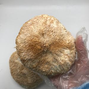 Champignons Hericium Erinaceus séchés Champignons crinière de <span class=keywords><strong>lion</strong></span> entiers séchés 8-10 cm Herbe en vrac - Product Image 3