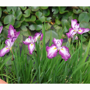 Iris <span class=keywords><strong>japonais</strong></span> 'Yamaji Nishiki' - Une <span class=keywords><strong>plante</strong></span> aquatique adaptée aux bassins de jardin et aux serres - Iris <span class=keywords><strong>japonais</strong></span> - Product Image 3