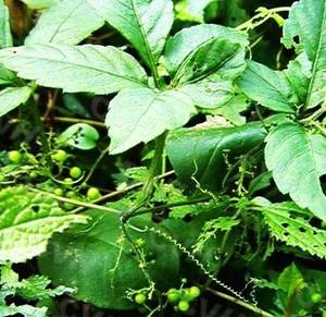 Estratto biologico di Jiaogulan in polvere 98% Gypenosides | Gynostemma Pentaphyllum in polvere solubile in acqua | Integratore sanitario e cura della pelle - Product Image 6