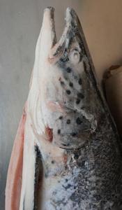 <span class=keywords><strong>Salmone</strong></span> dell'Atlantico Congelato HG - Product Image 6