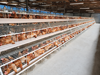 Planification d'une ferme avicole de 10 000 oiseaux : Obtenez une cage à poulets de type H avec un aménagement complet et un prix d'usine