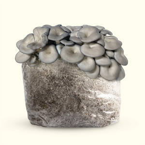 Récolte Nature Huître Champignon Fructification Jardin Kit de culture Gourmet Garden pour la récolte Style campagnard pour l'utilisation du sol - Product Image 2