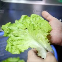 Centrifugeuse à légumes commerciale essoreuse à salade et machine de déshydratation des pommes de terre avec noyau PLC et composants de moteur
