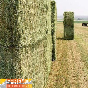 Thức Ăn Gia Súc Tốt Nhất Giá Thị Trường Hàng Đầu Ở Pakistan Để Xuất Khẩu/Kiện Cỏ Khô Cỏ Linh Lăng Cho Động Vật Ăn. - Product Image 3