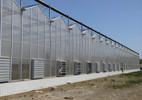 Système hydroponique pour tomates/concombres/fraises, grande serre agricole multi-voûtes en panneaux de polycarbonate