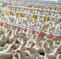 Système d'abreuvement automatique par tétine pour poulets, équipement complet pour élevage de poulets de chair