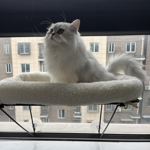 Tompo fenêtre encore chat perchoir avec Bolstercat fenêtre hamac perchoir chat fenêtre perchoir pour chats - Product Image 3