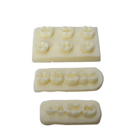 Módulo de Resina para Práctica Dental, Modelo de Entrenamiento para Obturación de Conductos Radiculares y Relleno de Cavidades
