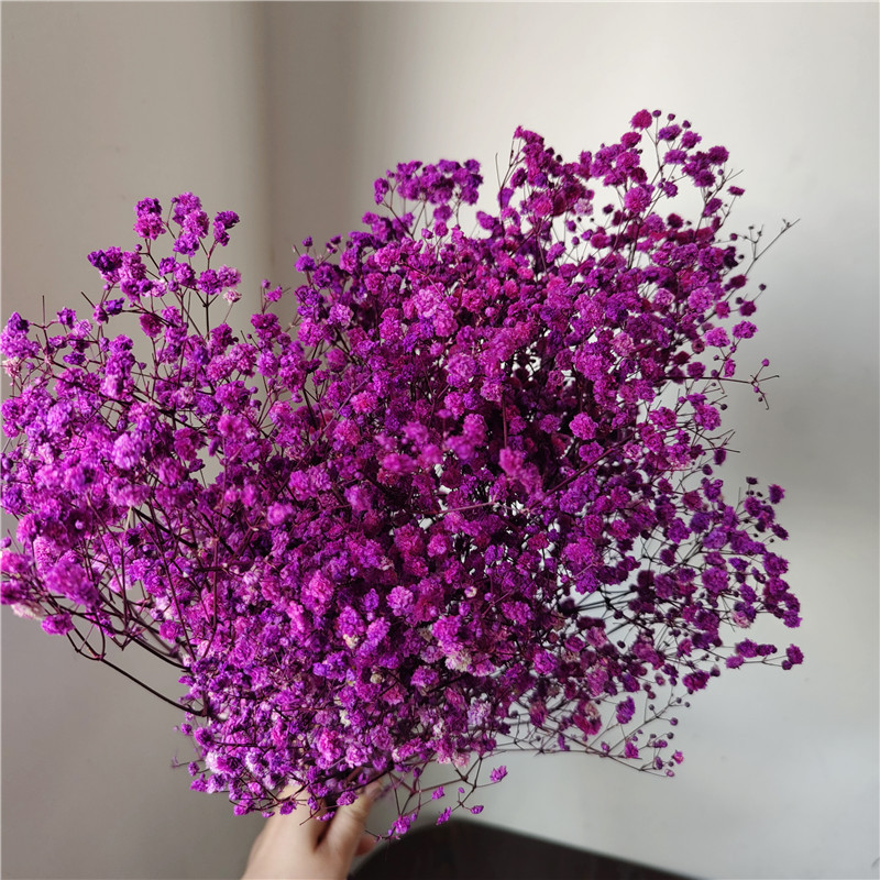 Pourpre rose