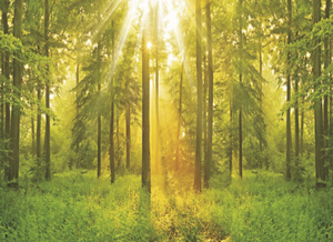 <span class=keywords><strong>Papier</strong></span> <span class=keywords><strong>peint</strong></span> mural Forêt Naturelle Thème Lumière du Soleil Fraîcheur de la <span class=keywords><strong>Jungle</strong></span> Imperméable pour Décoration Chambre et Salle à Manger - Product Image 2