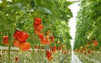 Serres en film plastique agricole Huadun de haute qualité, blanc, résistant aux UV et aux rayons ultraviolets, pour légumes, fruits et fleurs