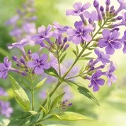 Verbena