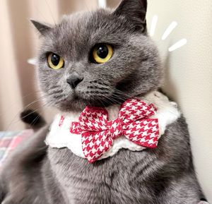 Handgemaakte Luxe Kat Hond Wol Gebreide Hals Sjaal Cartoon Stijl Brief <span class=keywords><strong>Print</strong></span> Patroon Duurzame Huisdier Sieraden Lint Kragen - Product Image 2