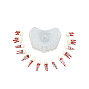 Modelo Dental de Alta Calidad, Modelo de Práctica de Enseñanza de Raíces Dentales, Desmontable, para Demostración de Dentistas, Entrenamiento de Estudiantes, Laboratorio - Product Image 6