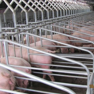 Vendita gabbia per animali, attrezzatura per allevamento di suini, piccola scatola di maiale - Product Image 2
