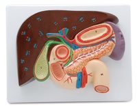 Modèle anatomique du foie, de la vésicule biliaire, du pancréas et du duodénum Pro-Health Medical Science PH03-011, matériau PVC+ABS, 11cm x 11cm x 23cm