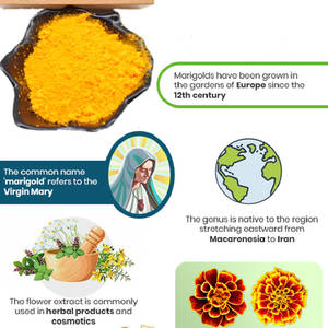 <span class=keywords><strong>Tagetes</strong></span> สารสกัดดอกดาวเรือง <span class=keywords><strong>erecta</strong></span> ได้รับการรับรองอินทรีย์สารสกัดดอกดาวเรืองผง lutein 5%-80% - Product Image 4
