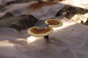 Органический экстракт Рейши, 40% полисахаридов, экстракт гриба полного спектра, быстрая доставка со склада в США - Product Image 3