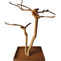 Perchoir pour oiseaux en bois naturel, forme rectangulaire, durable, pour l'intérieur, style simple, application toutes saisons